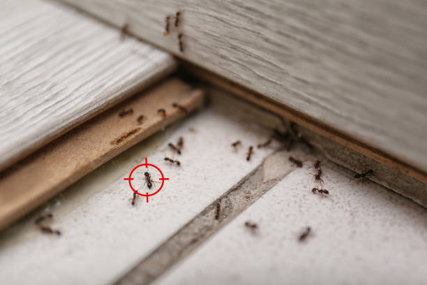 Best Wildlife Control Services  in Amelia, LA