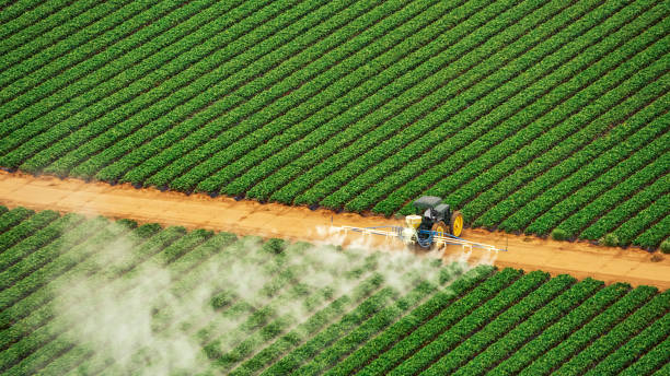 Best Ant Control Services  in Amelia, LA