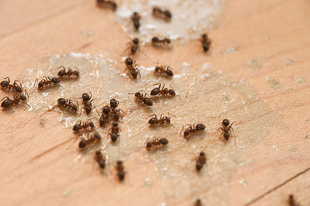 Best Emergency Pest Control  in Amelia, LA