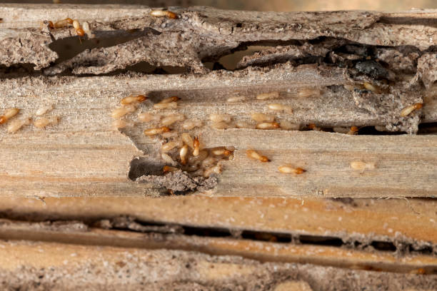 Best Cockroach Control Services  in Amelia, LA