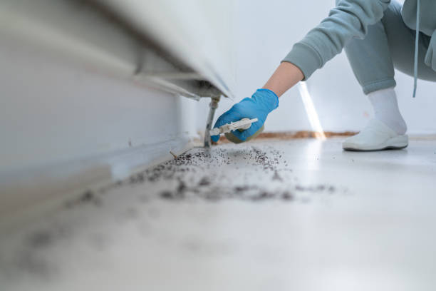 Best Best Pest Control Companies  in Amelia, LA